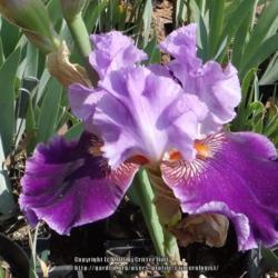 Location: my garden in Frederick MD
Date: 2014-05-26
It's no accident that my iris looks just like MuddyMitt's photo--