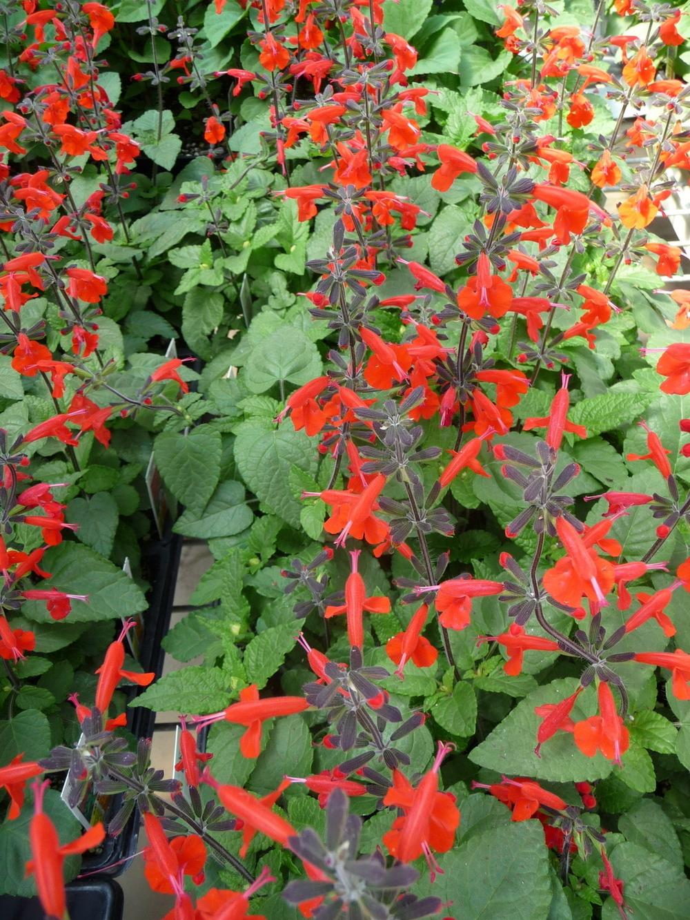 Photo of Salvia (Salvia coccinea Summer Jewel™ Red) uploaded by gardengus