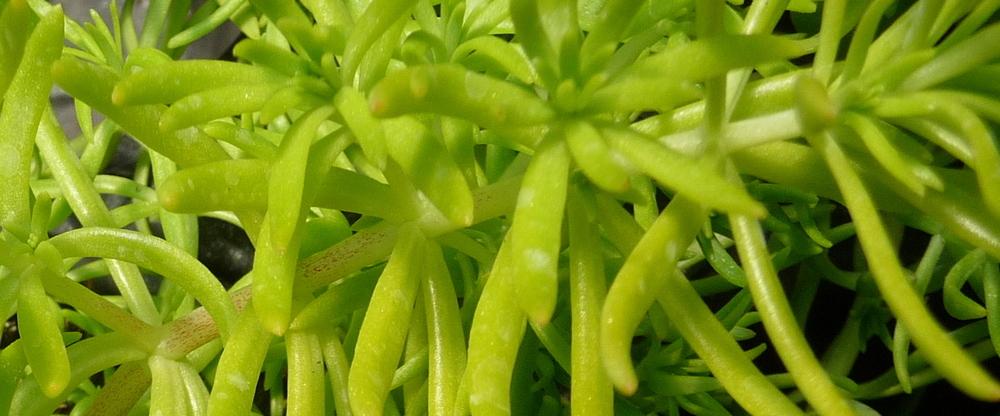 Photo of Stonecrop (Petrosedum Lemon Coral™) uploaded by gardengus