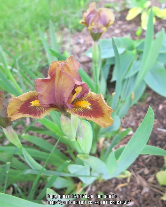 Photo of Standard Dwarf Bearded Iris (Iris 'Cuppa Joe') uploaded by ge1836