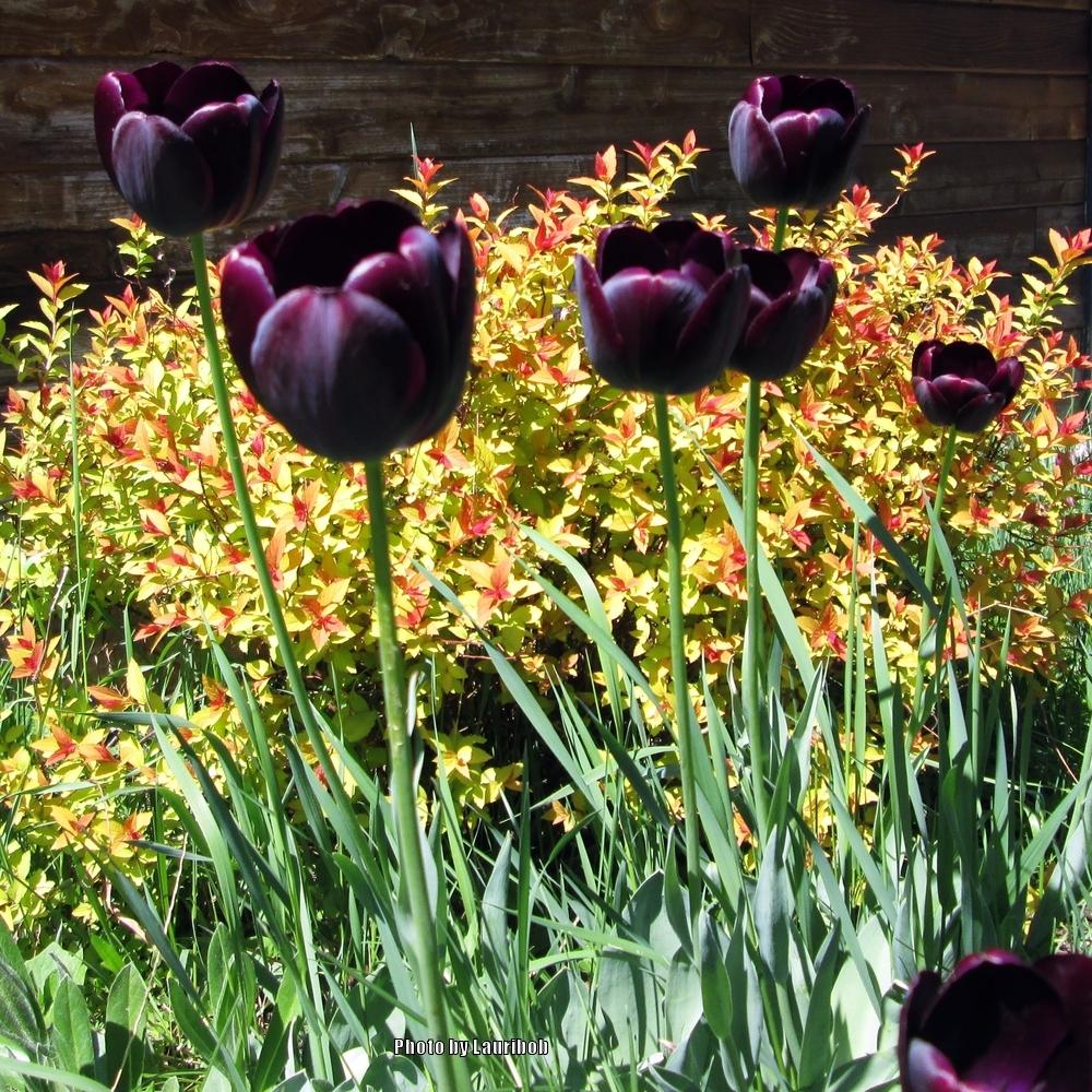 Photo of Single Late Tulip (Tulipa 'Queen of Night') uploaded by lauribob