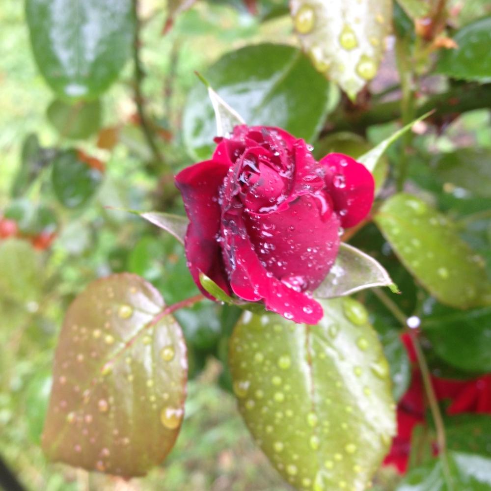 Photo of Large-Flowered Climbing Rose (Rosa 'Dublin Bay') uploaded by lovesblooms