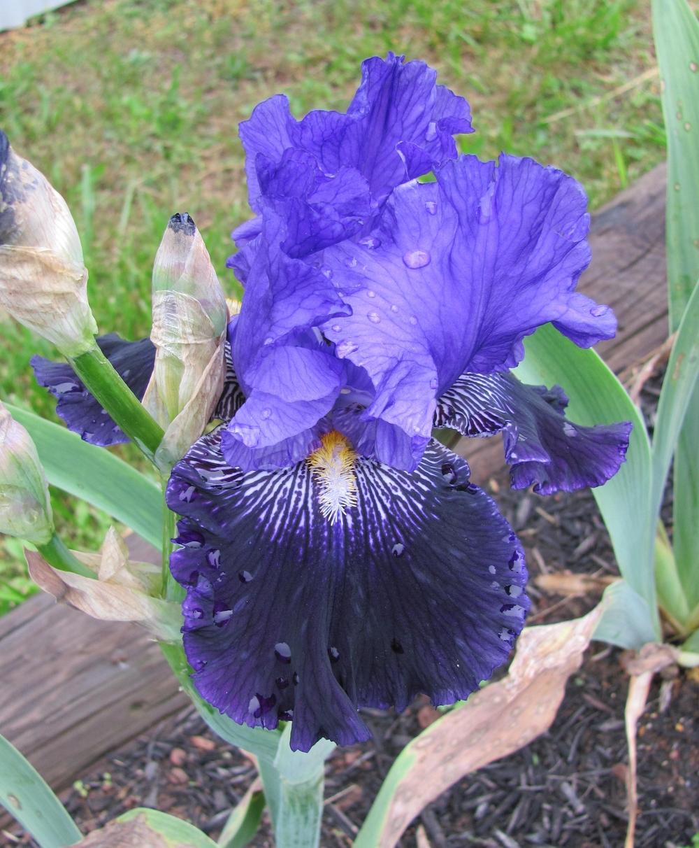 Photo of Tall Bearded Iris (Iris 'Mister Three Wiggle') uploaded by starwoman