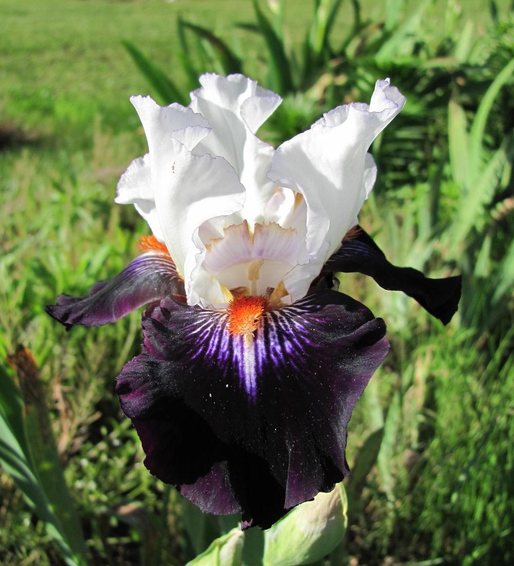 Photo of Tall Bearded Iris (Iris 'Cosmic Celebration') uploaded by starwoman