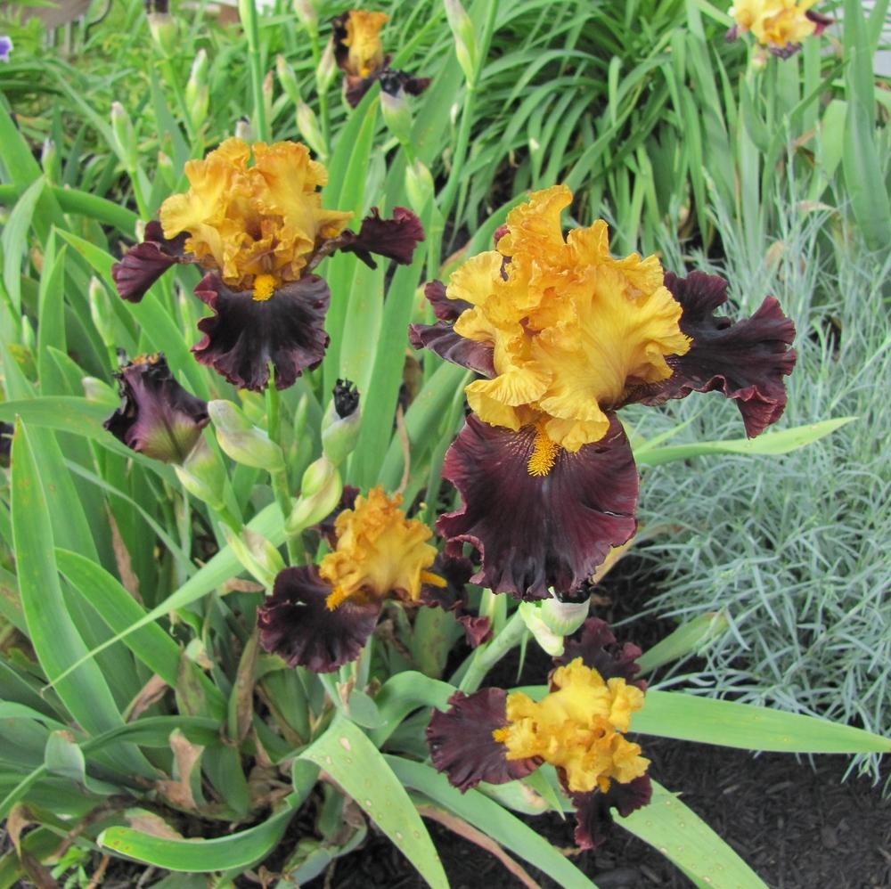 Photo of Tall Bearded Iris (Iris 'Tropical Garden') uploaded by starwoman