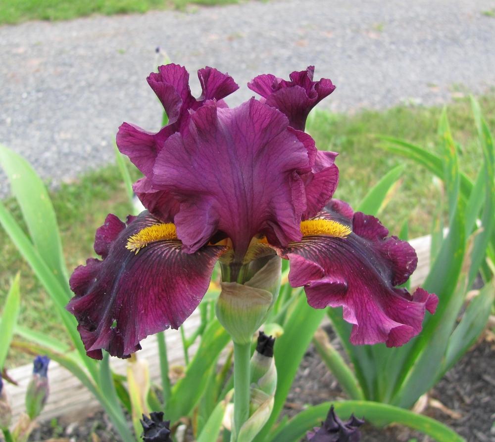 Photo of Tall Bearded Iris (Iris 'Cranberry Sauce') uploaded by starwoman