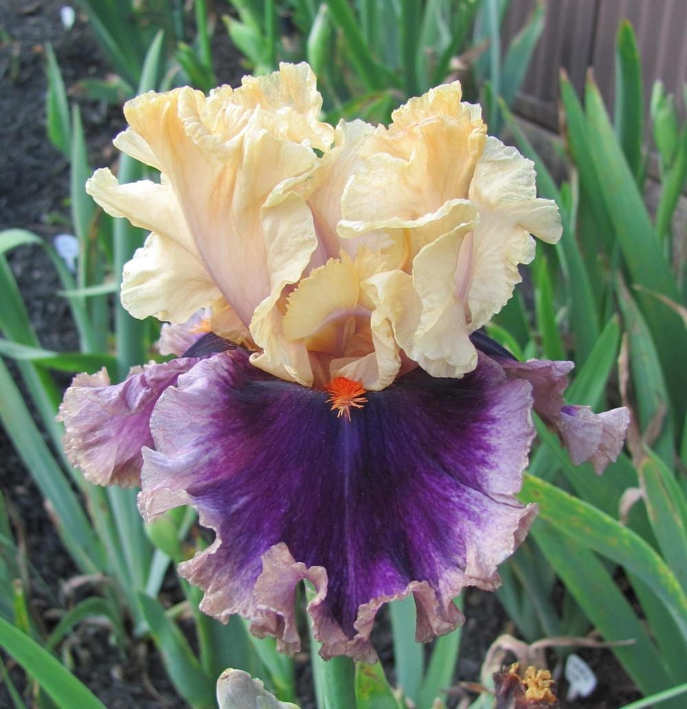 Photo of Tall Bearded Iris (Iris 'Hollywood Lights') uploaded by starwoman