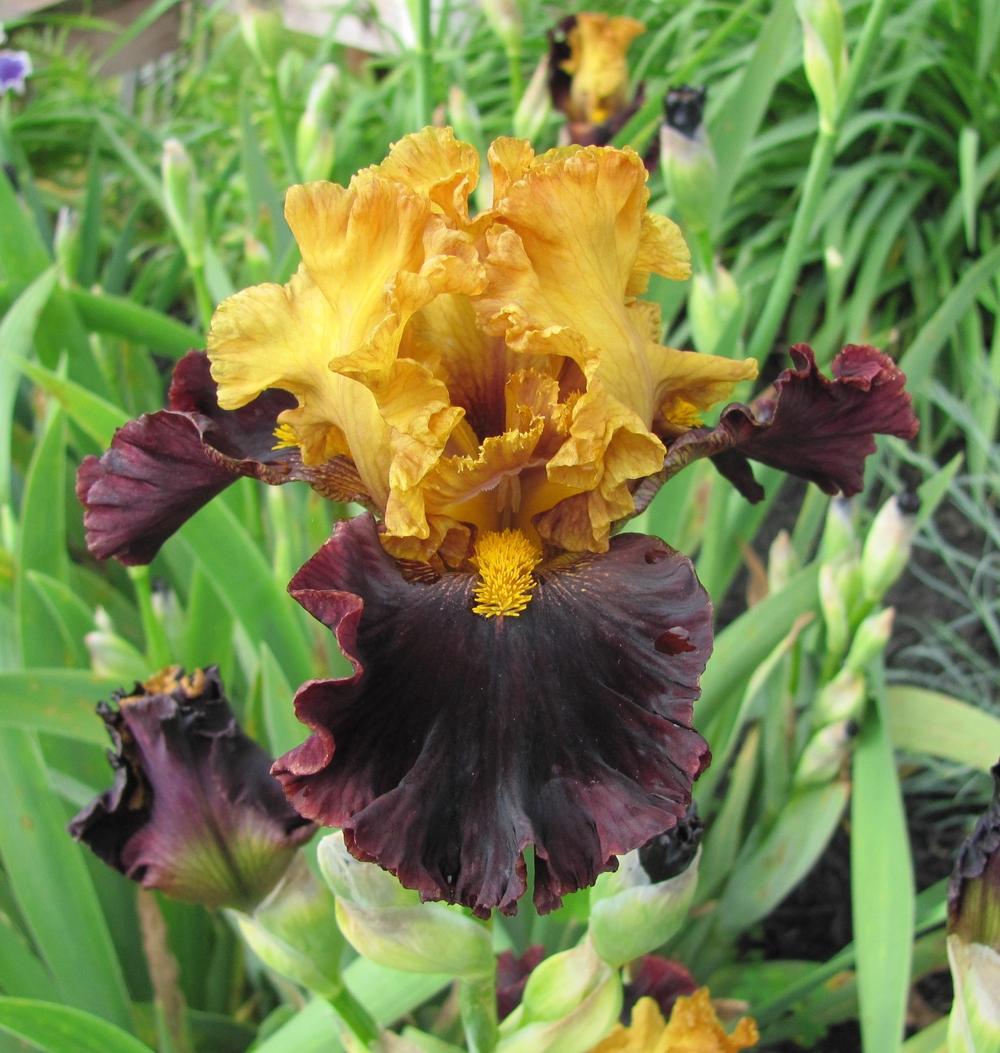 Photo of Tall Bearded Iris (Iris 'Tropical Garden') uploaded by starwoman