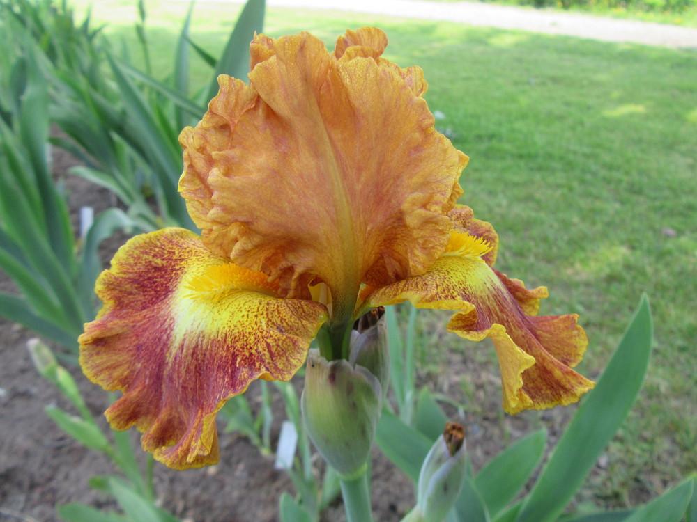 Photo of Intermediate Bearded Iris (Iris 'Apple Crisp') uploaded by tveguy3
