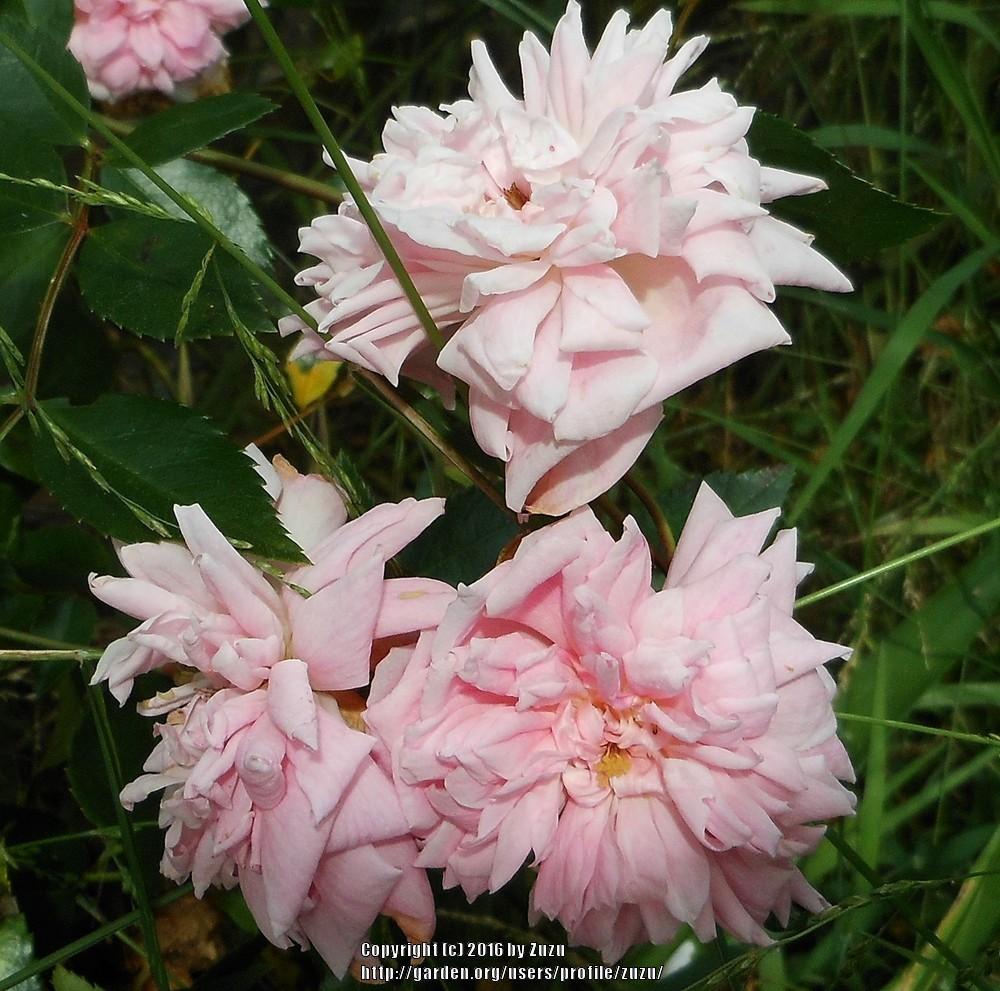 Photo of Hybrid Wichurana Rose (Rosa 'Mel's Heritage') uploaded by zuzu