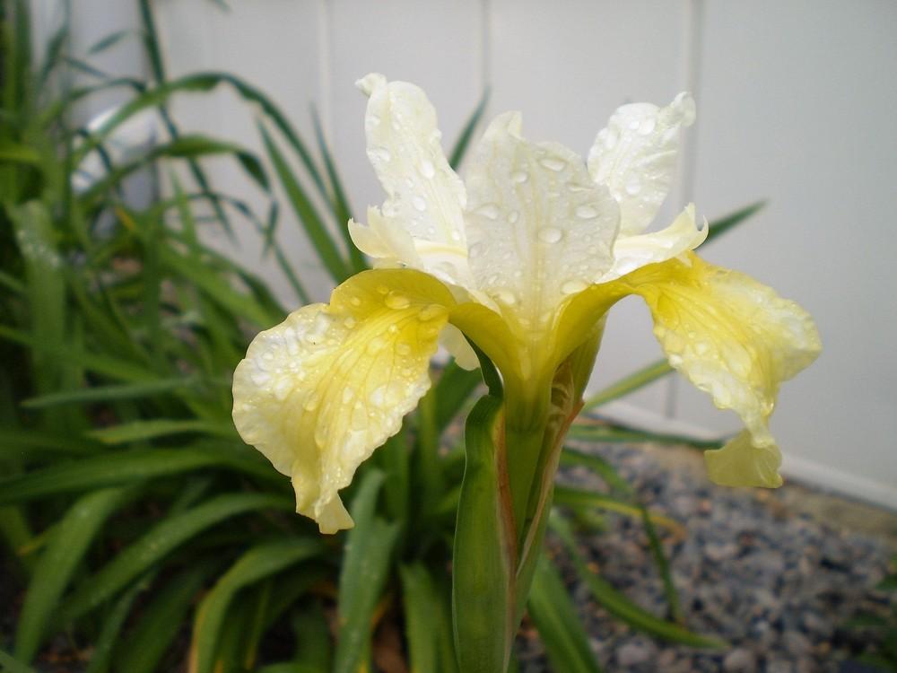 Photo of Siberian Iris (Iris 'Butter and Sugar') uploaded by AlanJ