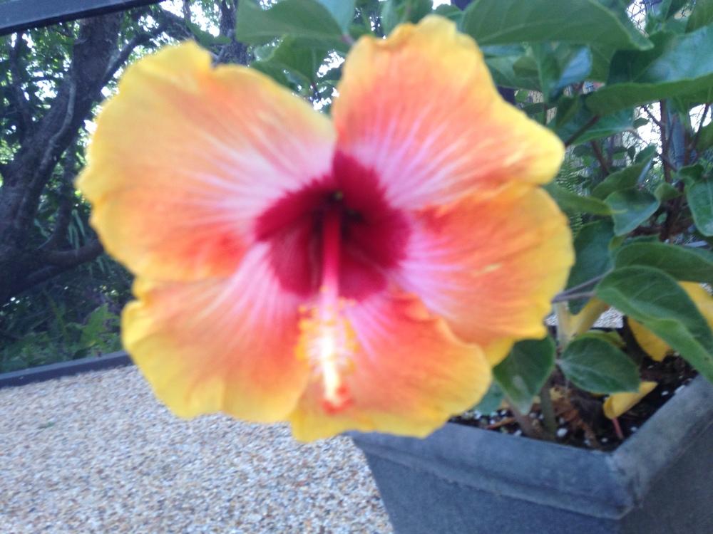 Photo of Tropical Hibiscus (Hibiscus rosa-sinensis 'Cosmic Dancer') uploaded by Bbydjee