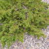  1:54 pm. A different kind of creeping Juniper - friendly to the 