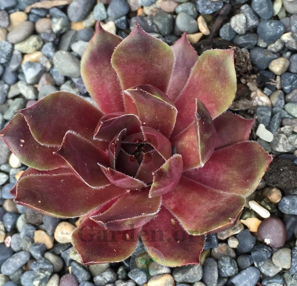 Photo of Hen and Chicks (Sempervivum 'Arrowheads Red') uploaded by Patty