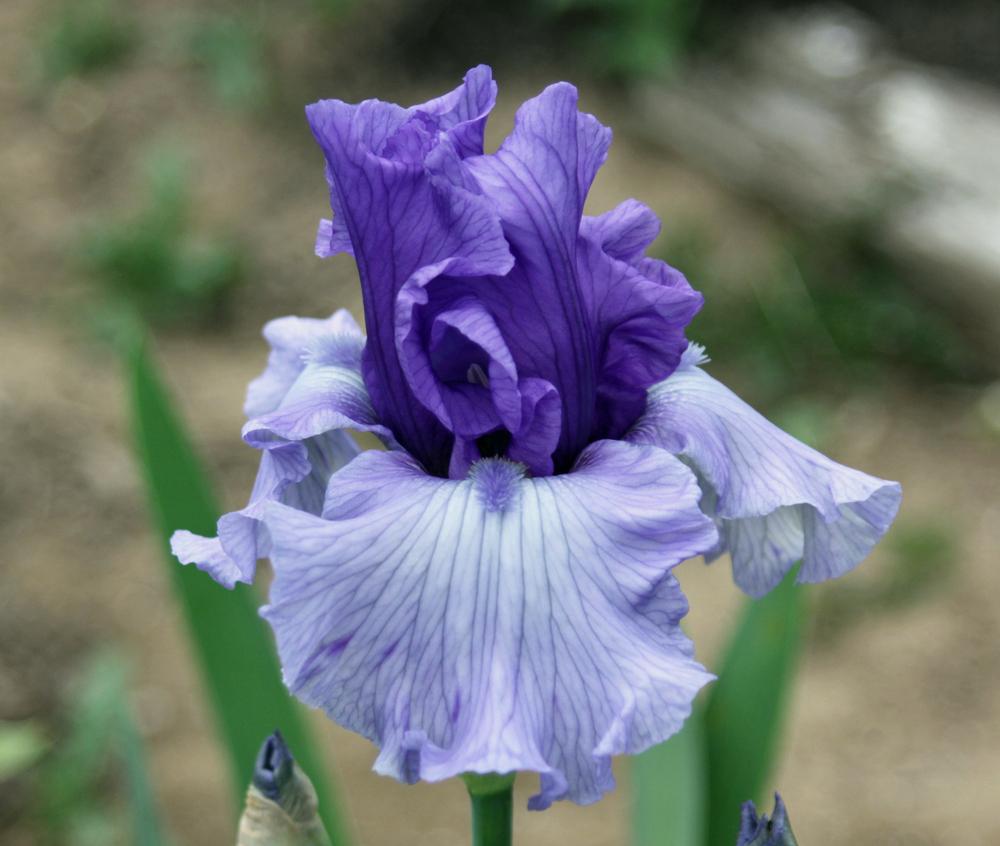 Photo of Tall Bearded Iris (Iris 'Poet's Rhyme') uploaded by Snork