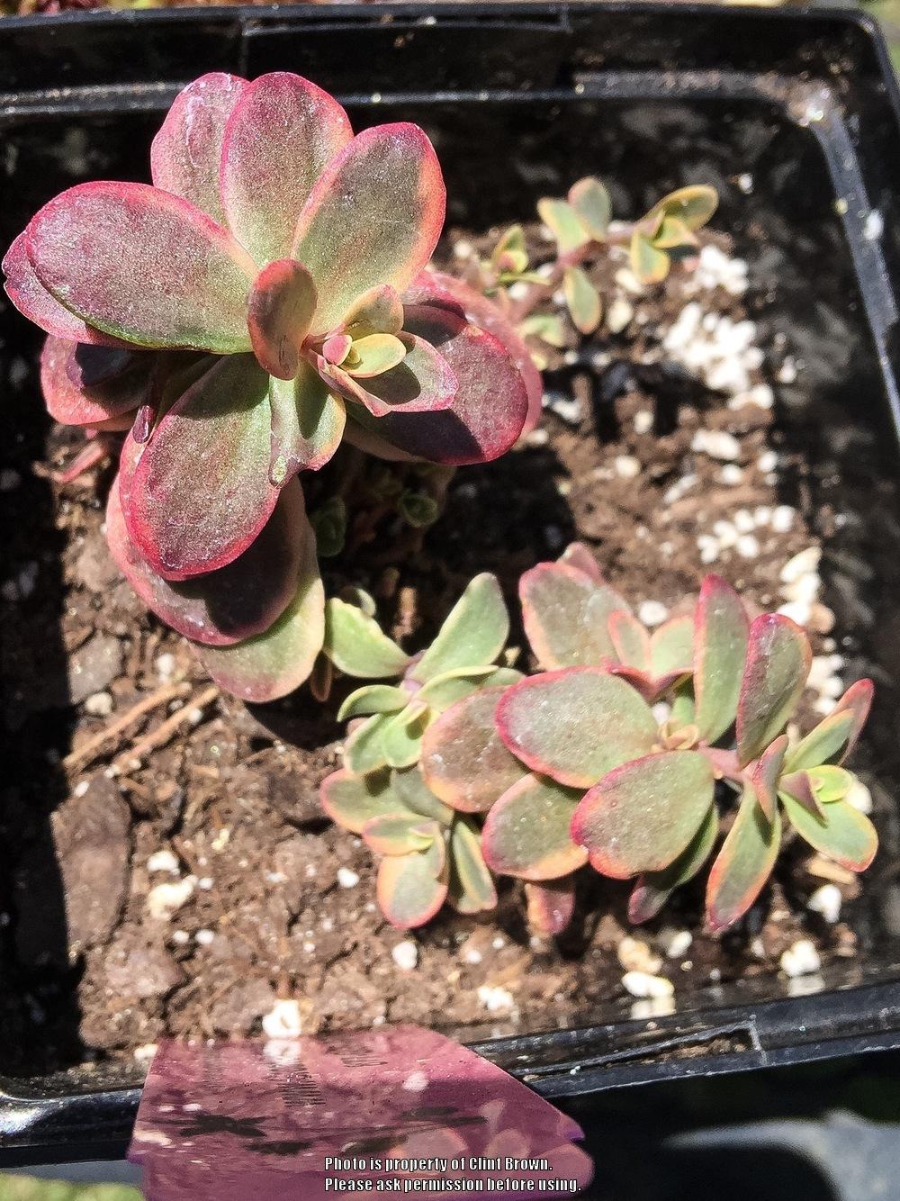 Photo of Stonecrop (Hylotelephium SunSparkler® Wildfire) uploaded by clintbrown