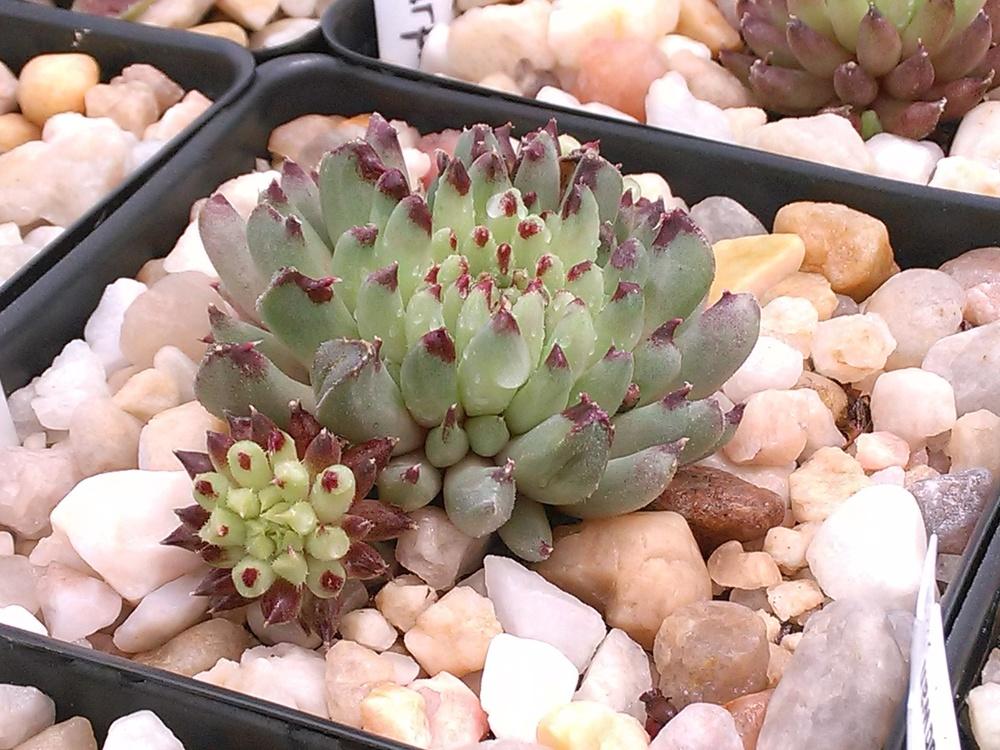 Photo of Hen and Chicks (Sempervivum calcareum 'Grigg's Surprise') uploaded by jkbingh