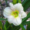 'Diamond Ice', very pale, bloom was near white with a slight lave