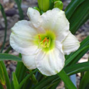 'Diamond Ice', very pale, bloom was near white with a slight lave