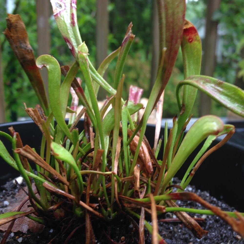 Photo of Hybrid Pitcher Plant (Sarracenia 'Scarlet Belle') uploaded by lovesblooms