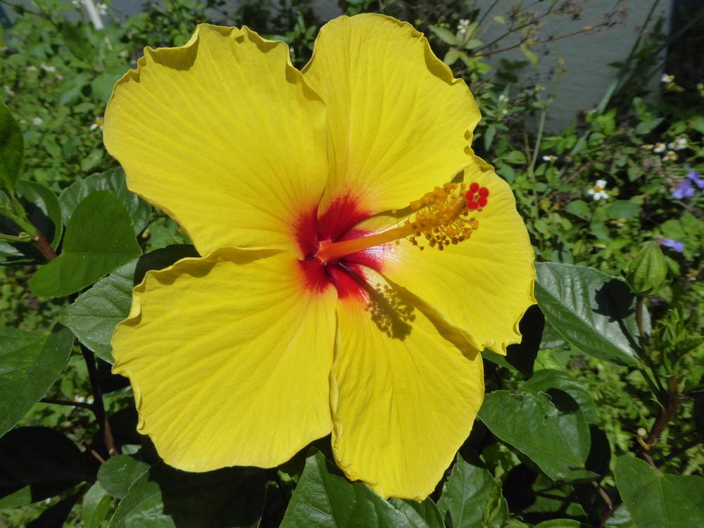 Photo of Tropical Hibiscus (Hibiscus rosa-sinensis 'Fort Myers Yellow') uploaded by mellielong