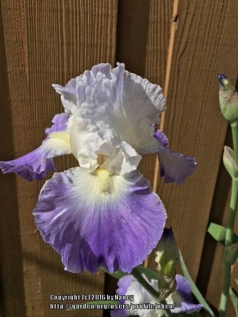 Photo of Tall Bearded Iris (Iris 'Clarence') uploaded by nben