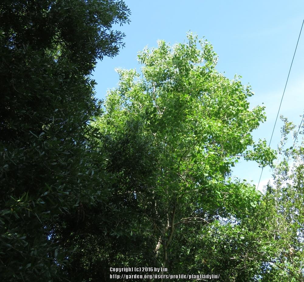 Photo of Chinese Tallow Tree (Triadica sebifera) uploaded by plantladylin