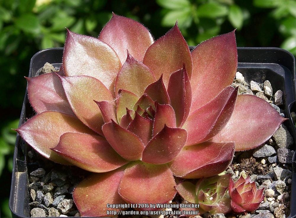 Photo of Hen and Chick (Sempervivum 'One Hundred') uploaded by turini