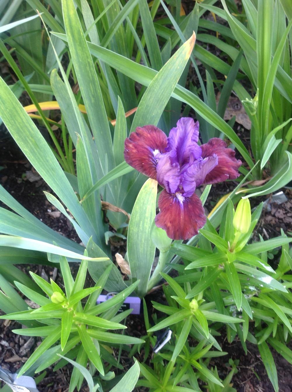 Photo of Standard Dwarf Bearded Iris (Iris 'Flirting Again') uploaded by Lilydaydreamer