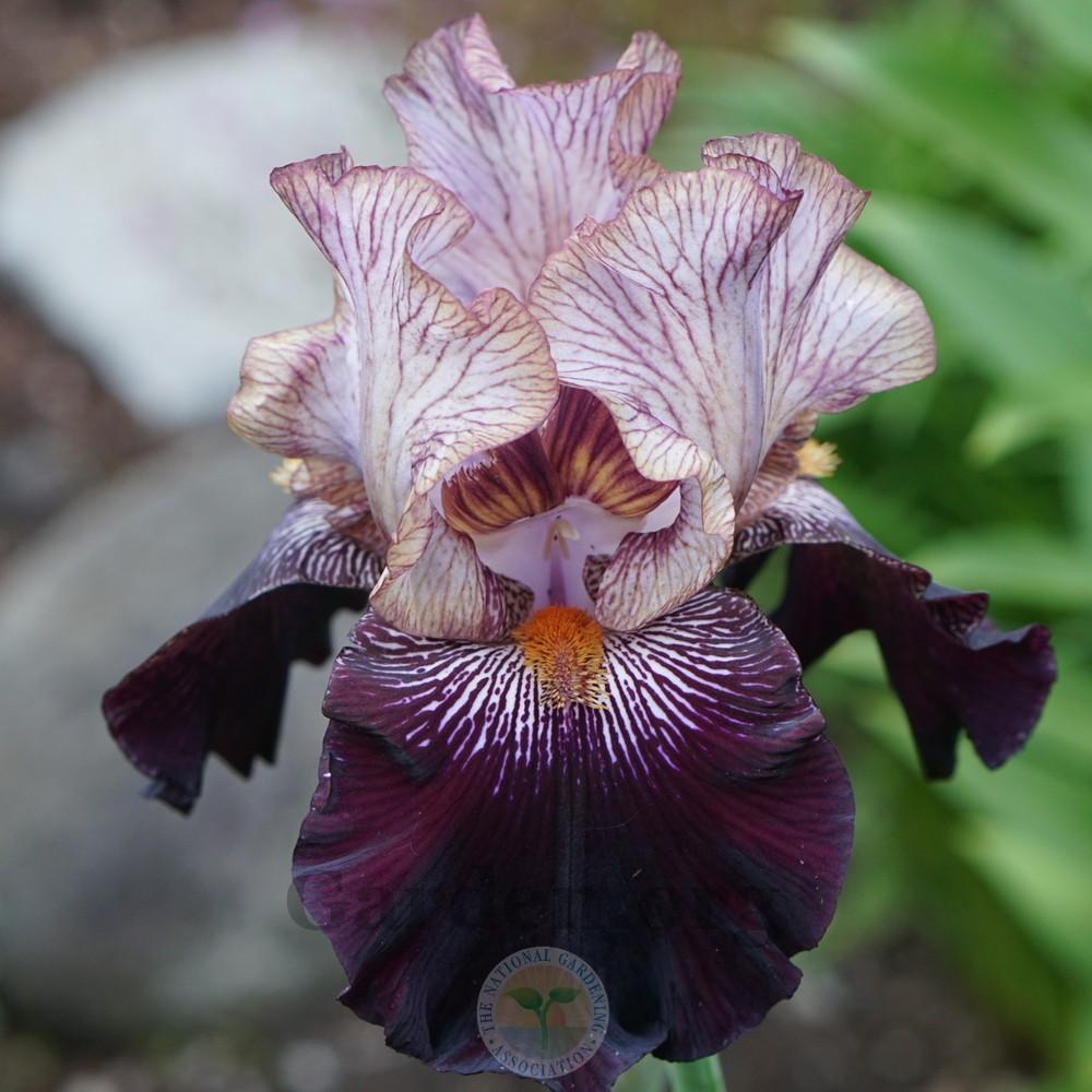 Photo of Tall Bearded Iris (Iris 'Action Packed') uploaded by Patty