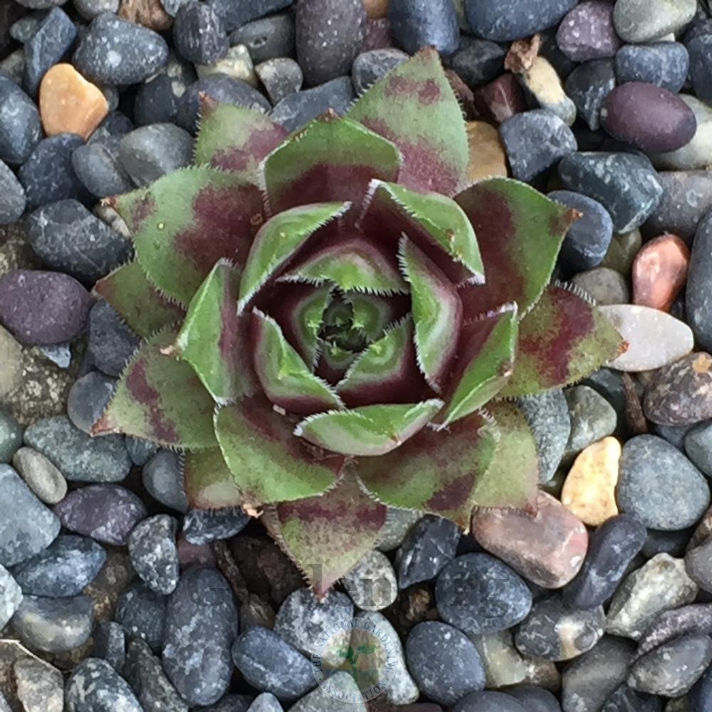 Photo of Hen and Chicks (Sempervivum 'Sunray Magic') uploaded by Patty