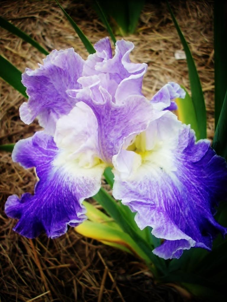 Photo of Tall Bearded Iris (Iris 'Moonlit Water') uploaded by anghave