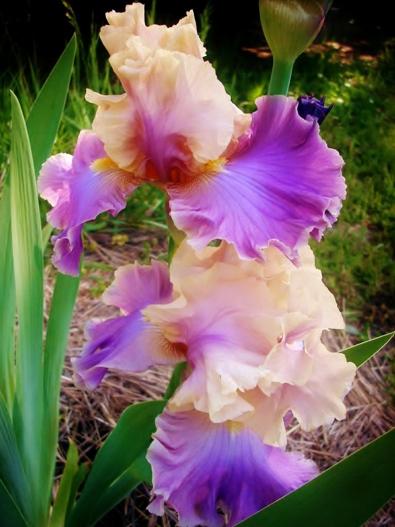 Photo of Tall Bearded Iris (Iris 'Chasing Rainbows') uploaded by anghave