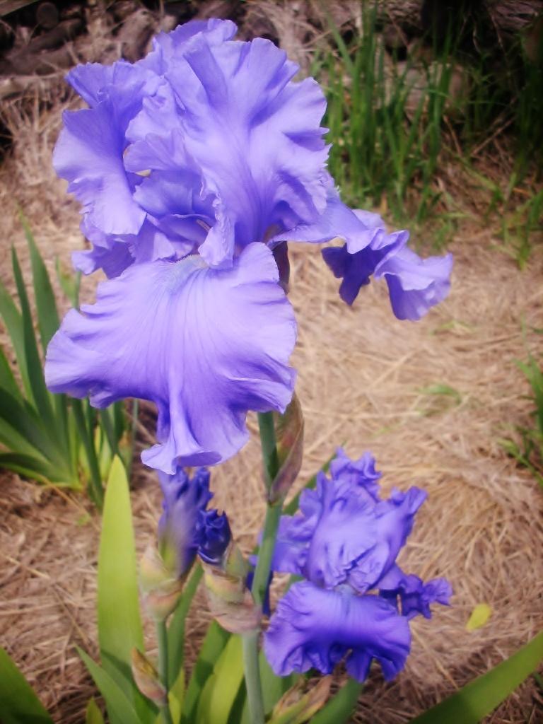 Photo of Tall Bearded Iris (Iris 'Abiqua Falls') uploaded by anghave