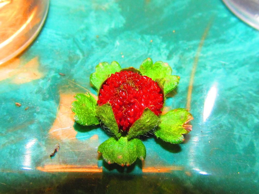 Photo of Mock Strawberry (Potentilla indica) uploaded by jmorth