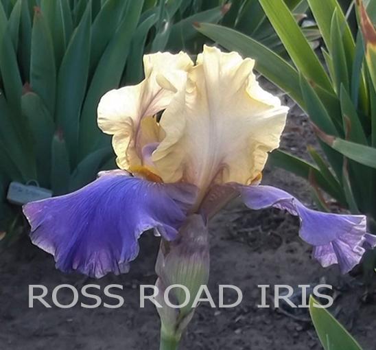 Photo of Tall Bearded Iris (Iris 'Mine') uploaded by monabaisch