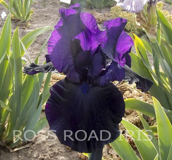 Photo of Tall Bearded Iris (Iris 'African Nights') uploaded by monabaisch