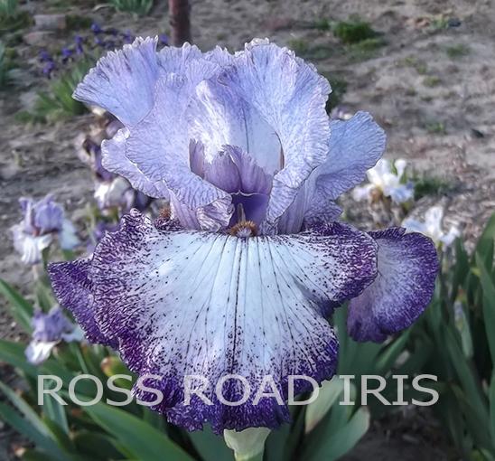 Photo of Tall Bearded Iris (Iris 'Blueberry Confetti') uploaded by monabaisch