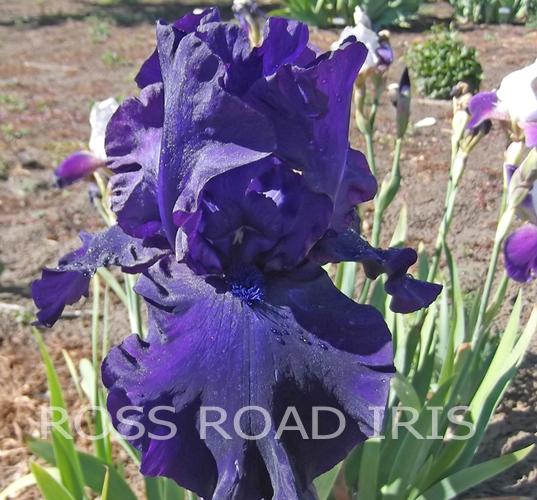 Photo of Tall Bearded Iris (Iris 'Holy Night') uploaded by monabaisch