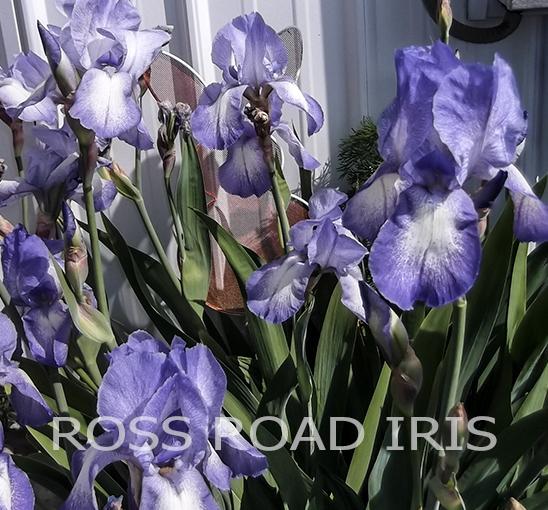 Photo of Tall Bearded Iris (Iris 'Blue Shimmer') uploaded by monabaisch