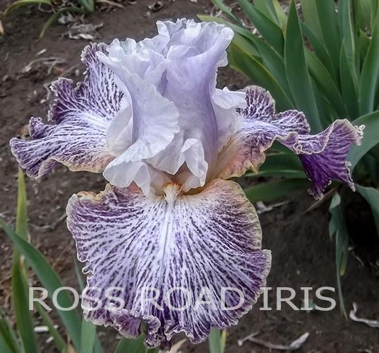 Photo of Tall Bearded Iris (Iris 'Vapor') uploaded by monabaisch