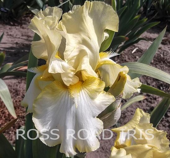 Photo of Tall Bearded Iris (Iris 'Second Show') uploaded by monabaisch