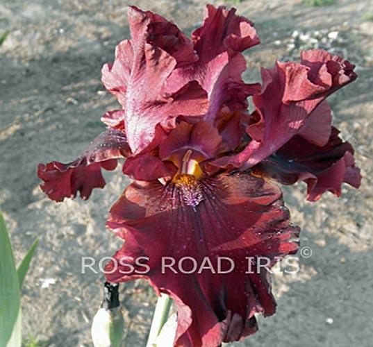 Photo of Tall Bearded Iris (Iris 'Schortman's Garnet Ruffles') uploaded by monabaisch