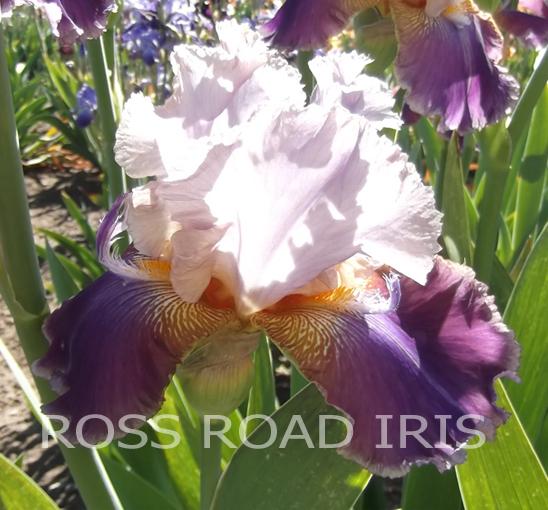Photo of Tall Bearded Iris (Iris 'Jupiter's Joy') uploaded by monabaisch
