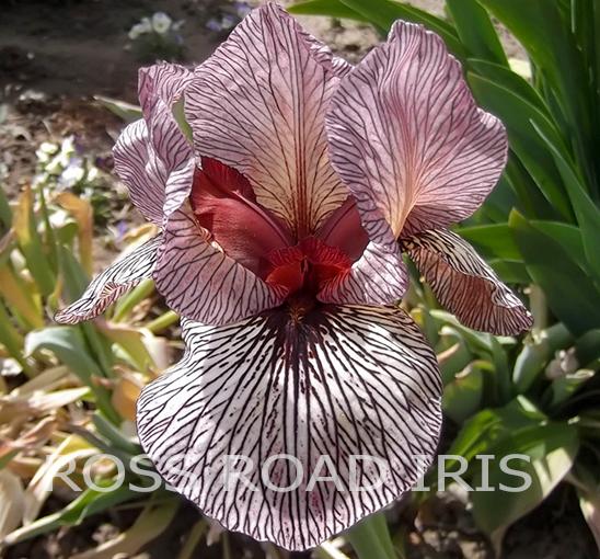 Photo of Arilbred Iris (Iris 'Oyez') uploaded by monabaisch