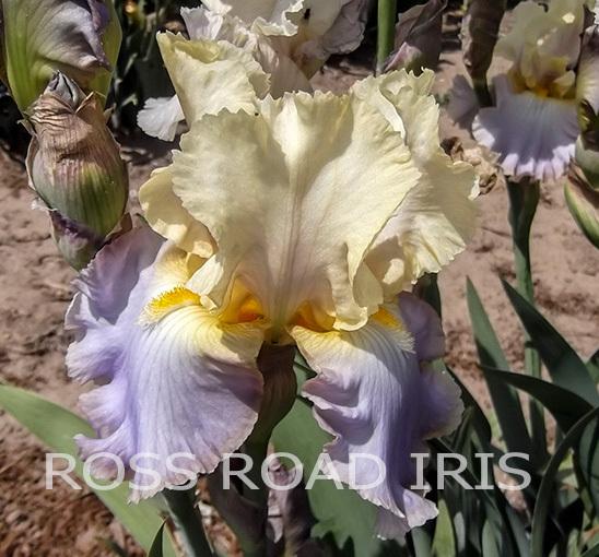 Photo of Tall Bearded Iris (Iris 'Lullaby of Spring') uploaded by monabaisch