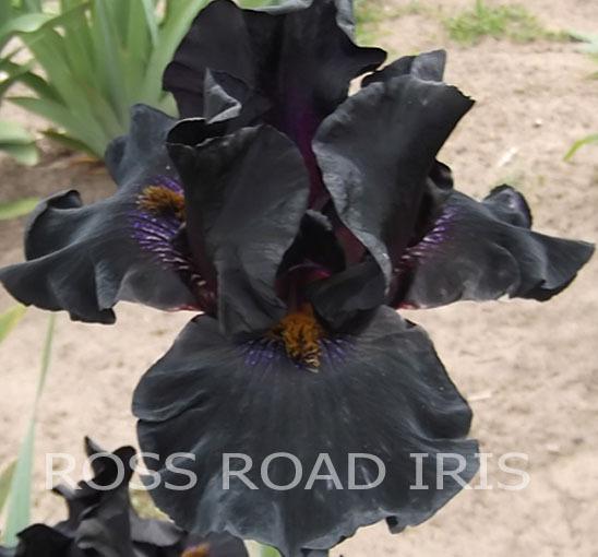 Photo of Tall Bearded Iris (Iris 'Old Black Magic') uploaded by monabaisch