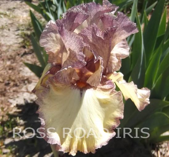 Photo of Tall Bearded Iris (Iris 'Credible Justification') uploaded by monabaisch