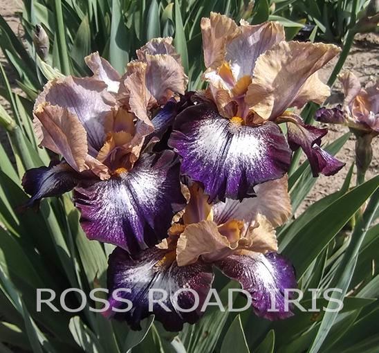 Photo of Tall Bearded Iris (Iris 'Joy Junction') uploaded by monabaisch