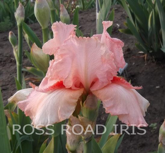 Photo of Tall Bearded Iris (Iris 'Coral Point') uploaded by monabaisch